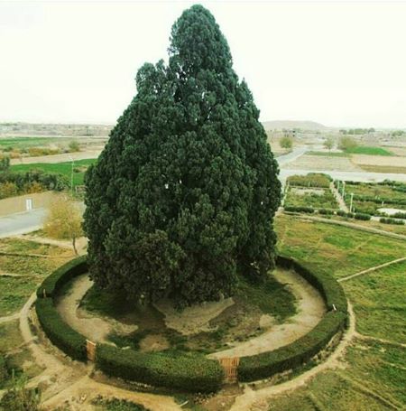 سرو ابرکوه (مسن‌ترین درخت جهان) -یزد12