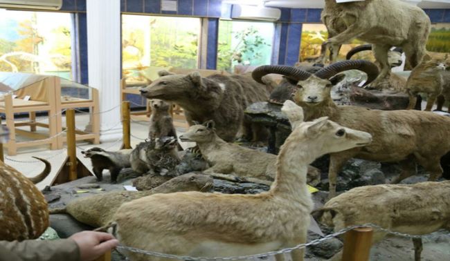 موزه جانور شناسی رشت123