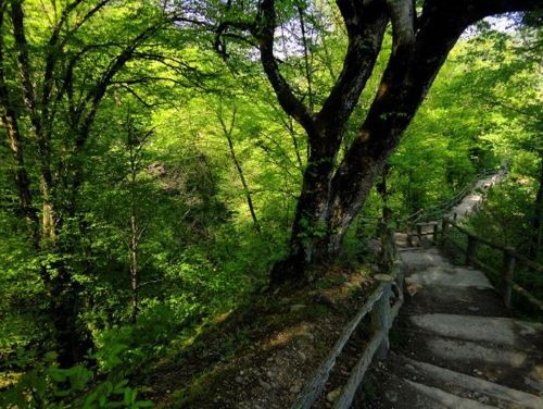 پارک جنگلی میرزا کوچک – رودبار1