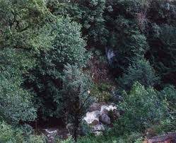 چشمه آب معدنی سجیران در منطقه اشکور علیا